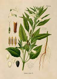 Sesame Seed Plant Illustration Poster Botany Print Medicinal Etsy In 2021 Botanical Illustration Plant Illustration Botanical Drawings