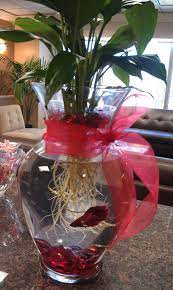 Betta Tip Soak Your Plant Roots To Make It Easier To Get The Dirt Off Before Placing It In The Vase With The Fish Plants Aquaponics Fish Fish Tank Decorations