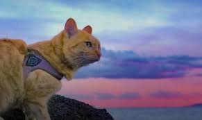 Traveling With Your Cat A Quick Guide