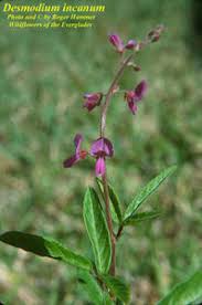 Image result for Desmodium incanum