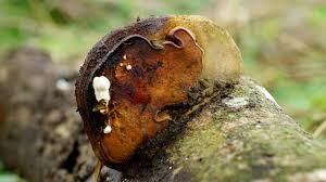 Image result for Phellinus igniarius