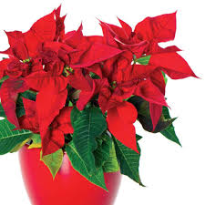 Eğer evinizde, balkonunuzda ya da bahçenizde zengin bir çiçek bahçesi kurmaya hazırlanıyor ya da halihazırda yetiştirdiğiniz bitkilerinizin arasına. Ataturk Cicegi Bakimi Ve Cogaltilmasi Nasil Yapilir Puf Noktalar Evim