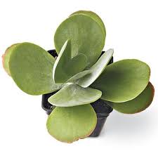 Our Favorite Succulents Succulents Types Of Succulents Plants Different Types Of Succulents