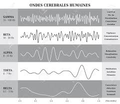 Human Brain Waves Diagram Chart Illustration In French