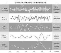 human brain waves diagram chart illustration in french