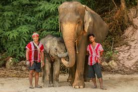 Die notwendige vertrauensvolle beziehung entwickelt sich bereits während der gemeinsamen arbeit in der elefantenschule. Unsere Mahuts Elephant Family Phuket