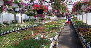 We did not find results for: Flower Vegetable Plants In Ia Il Peters Greenhouse Garden Center