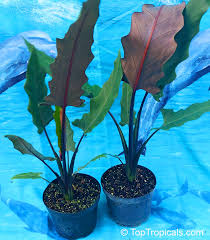 Add to favorites alocasia sarian mycrazyplantlife $ 32.00. Alocasia Sp Alocasia Taro Toptropicals Com