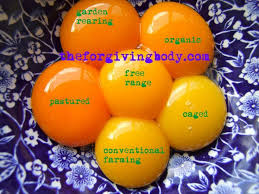 Maybe you would like to learn more about one of these? Cage Vs Free Range Eggs Facts You Should Know Steemit Best Egg Laying Chickens Free Range Chicken Eggs Laying Chickens