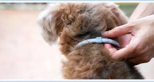 There are fake bayer seresto collars being sold all over ebay. Mrcvsonline Bayer Issues Warning Over Fake Seresto Collars