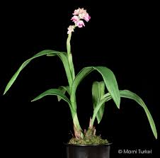 Image result for Polystachya leonardiana