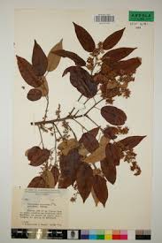 Image result for Marquesia macroura
