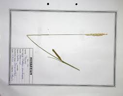 Image result for Neyraudia arundinacea