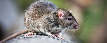 Rats Types Of Rats In North America Automatic Trap Company