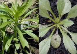 Image result for Conyza