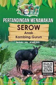Erfahre das rating, folge den besten partien oder fordere das mitglied zu einer partie heraus. Dapat Hadiah Istimewa Kalau Korang Tolong Namakan Anak Serow Jantan Zoo Melaka Libur