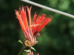 Image result for Monadenium hirsutum