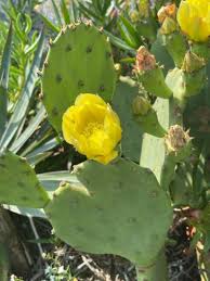Image result for Opuntia