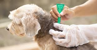 We did not find results for: Les Solutions Naturelles Contre Les Tiques Du Chien