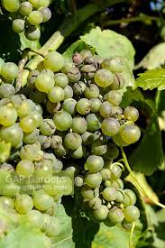 Image result for Uncinula necator