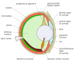 Download File Bony Fish Eye Multilang Svg Wikimedia Commons