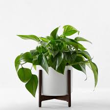 Soil in planters freezes more quickly than the ground, so move tender plants inside before frost hits your area. White Leon George Jade Pothos Potted Plant Williams Sonoma
