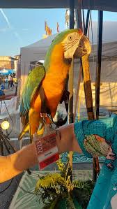 Squawk! the Show