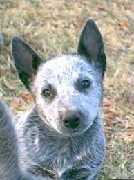 The australian stumpy tail cattle dog is less fatty, tailless, and more ready with regards to outsiders and new circumstances. Stumpy Tail Australian Cattle Dog Australian Stumpy Tail Cattle Dog Puppy Best Dogs In The World Cattle Dogs Rule Cattle Dog Australian Dog Breeds