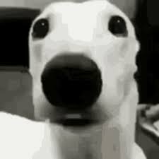 Dog Chattering GIF - Dog Chattering Teeth - Discover & Share GIFs