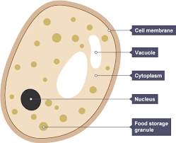 Examining a diagram of the plant cell will help make the differences clearer. Gcse Biology B4 The Processes Of Life Cells Lottie Hornsby