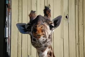 Giraffe head face look funny. Giraffe Face Zoo Funny Animal Wild Africa Neck Piqsels