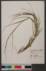 Image result for Acroceras macrum