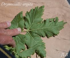 Image result for Drypetes arguta