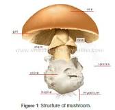 What type of mushroom is not edible?