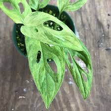 Pin On Plants