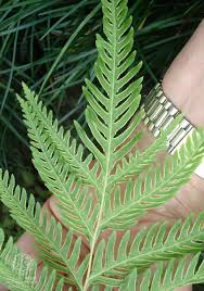 Image result for Pteris dentata