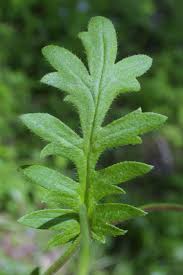 Image result for Hydrophyllaceae