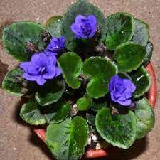 Linda Darnel P Tracey Double Dark Violet Blue Plain Quilted Semiminiature Trailer African Violets Violet Flower Plant Roots