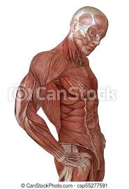 View, isolate, and learn human anatomy structures with zygote body. Male Body Without Skin Anatomy And Muscles 3d Illustration Isolated On White 3d Illustration Male Body Without Skin Canstock