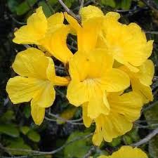 Image result for Handroanthus chrysotrichus