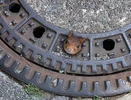 A squirrel in New Hampshire got stuck after squeezing partway through a hole  in a dumpster while looking for food. Paramedics used sterile lubricant to free  him, and he was released safely
