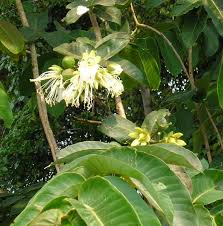 Image result for Duabanga