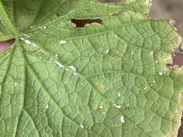 Image result for whitefly in cucumber