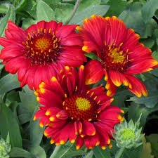 Encourage abundant flowering by fertilizing it throughout the growing season. Arizona Red Shades Blanket Flower Gaillardia Grandiflora High Country Gardens