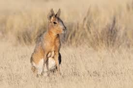 Image result for Dolichos pseudocajanus