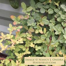 Image result for Stolzia repens