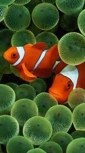 Orange Fish Hd Desktop Wallpaper Widescreen High Definition Clown Fish Fish Wallpaper Fish