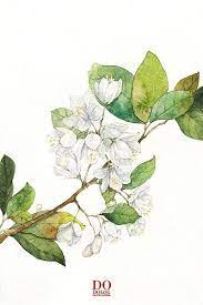 dodolog的相册 水彩生日花 暂停更新 回头补上 botanical illustration botanical art art