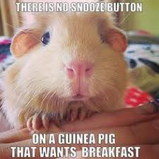 Today we have a cute guinea pig noises compilation! Guinea Pig Quotes
