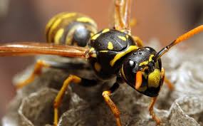 For over 20 years, pro pest has been the trusted name in pest control in katy, texas, and the surrounding communities. Katy Tx Pest Control Pest Management For Texas Properties